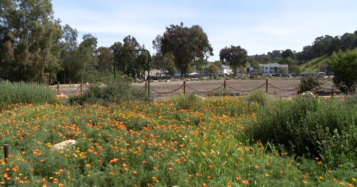 How Paradise Hills residents turned a former landfill into a native garden How Paradise Hills residents turned a former landfill into a native garden