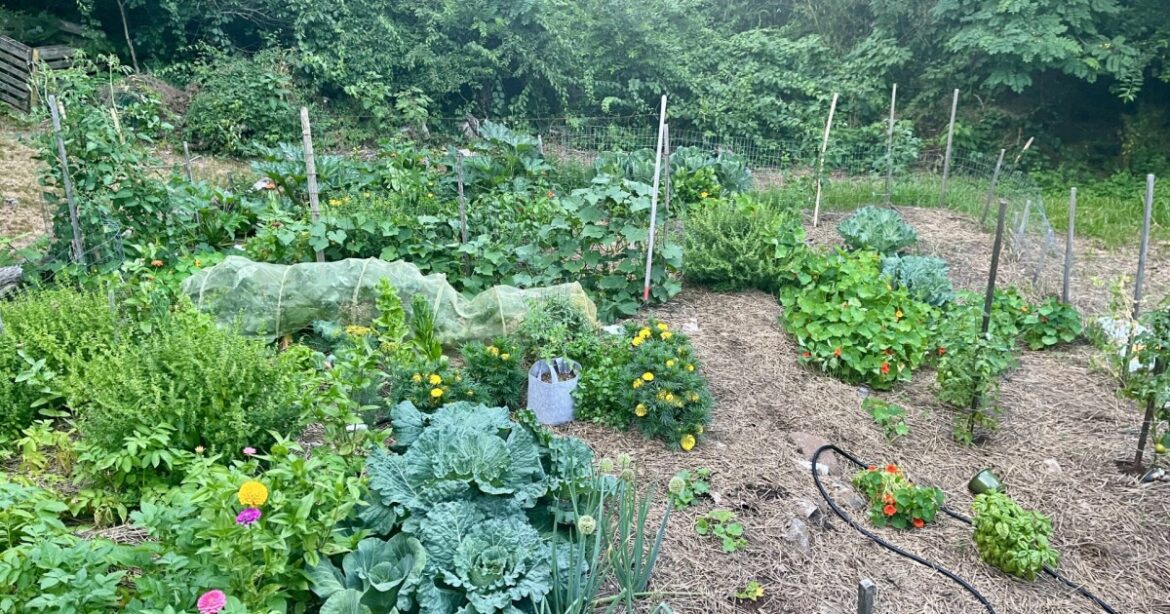 Reflections on spring from a Wellfleet gardener Reflections on spring from a Wellfleet gardener