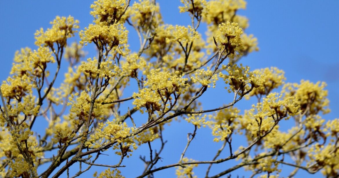 Plant a small tree that bears fruit for birds, pollinators and you Plant a small tree that bears fruit for birds, pollinators and you