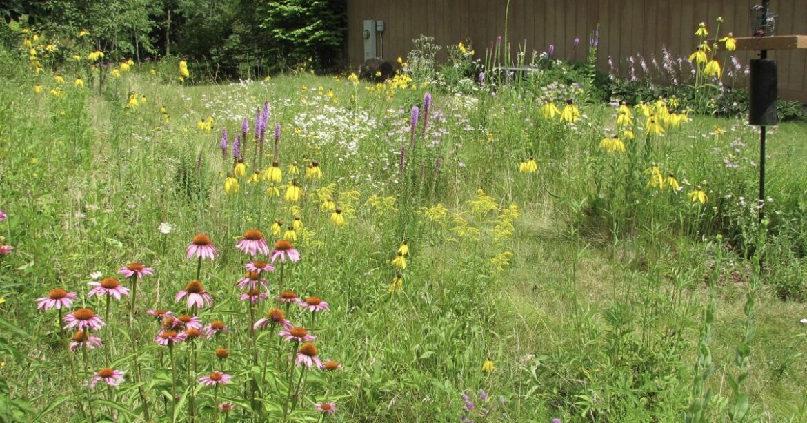 How to create a bird-friendly garden with Wisconsin native plants | WUWM 89.7 FM How to create a bird-friendly garden with Wisconsin native plants | WUWM 89.7 FM