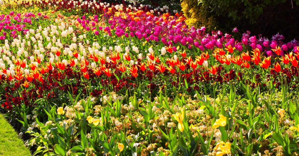 How to get that perfect lawn and garden ready for this summer