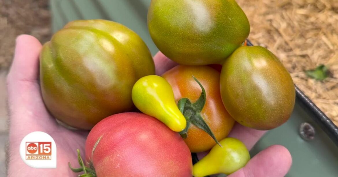 Tips from an expert: Gardening in Arizona's heat