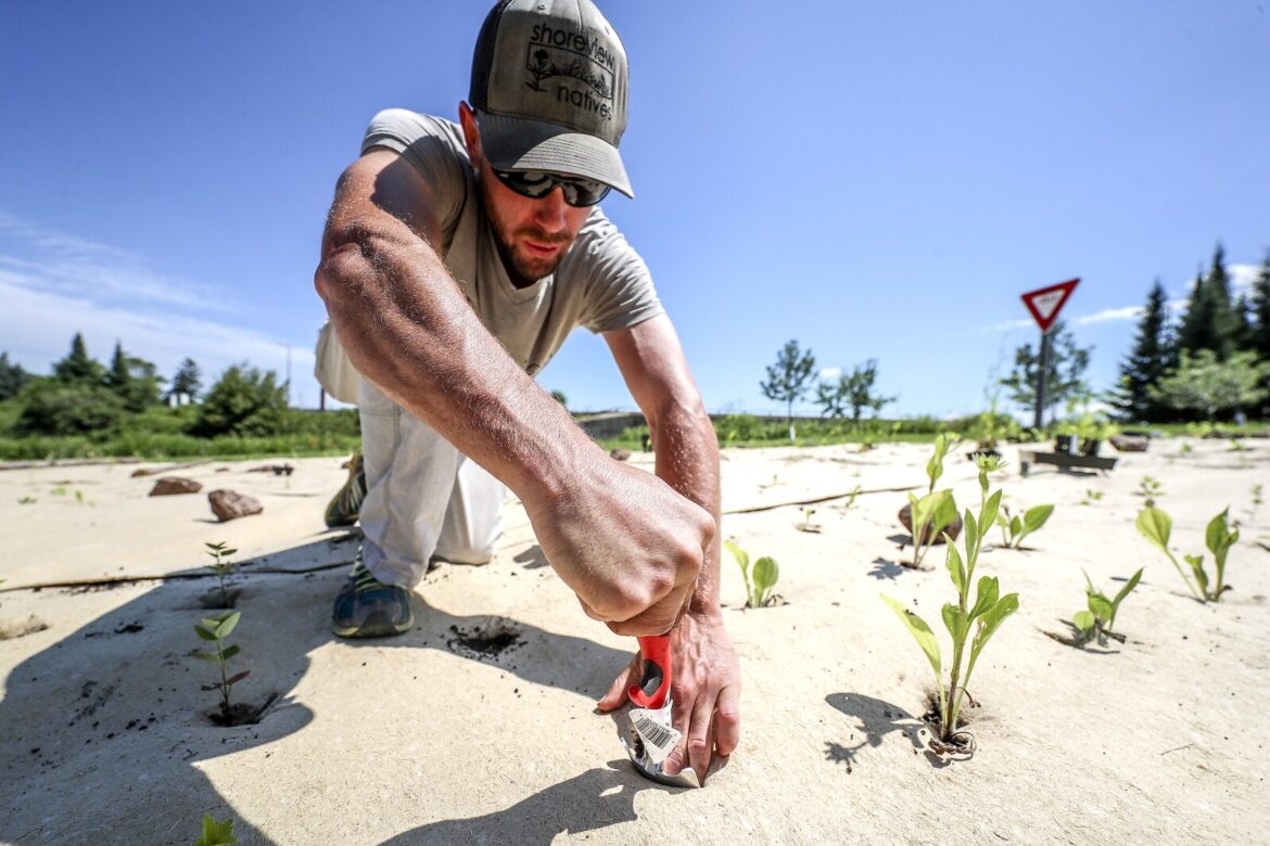 Carlton SWCD native plant sale offers grass alternatives - Cloquet Pine Journal