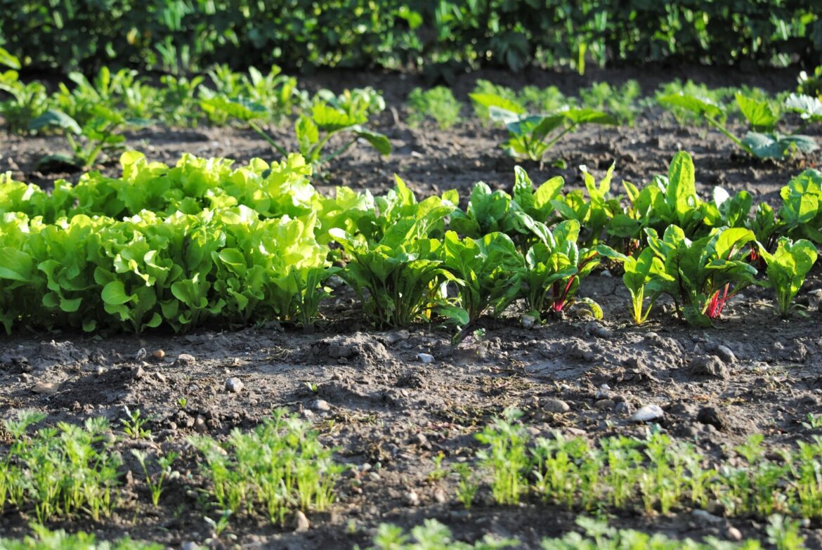 NDSU expert shares tips for starting spring garden seeds – InForum NDSU expert shares tips for starting spring garden seeds - InForum