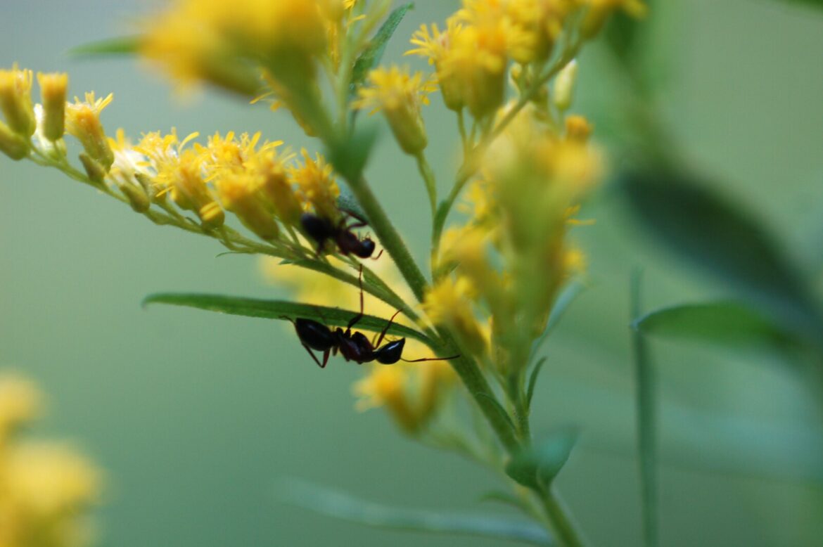 Ask a Master Gardener: Deer-resistant pollinator-friendly perennials - Duluth News Tribune