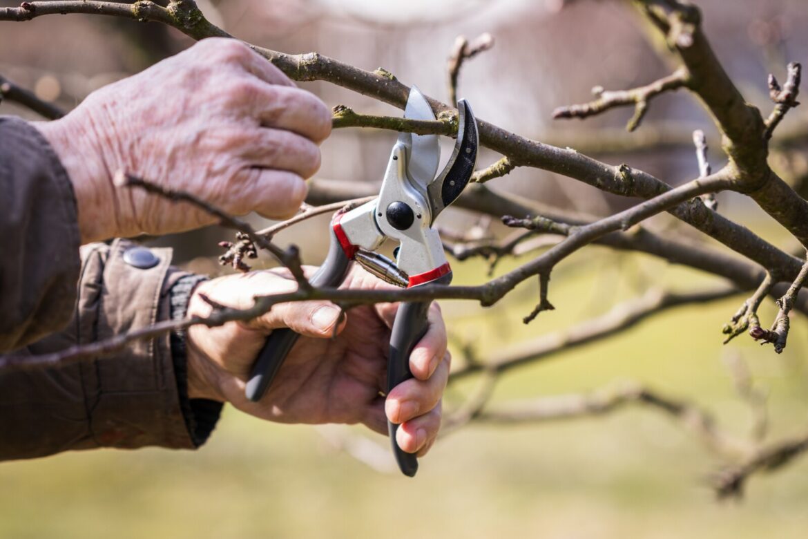 Learn how to cut with confidence at hands-on fruit tree pruning workshops - Alexandria Echo Press