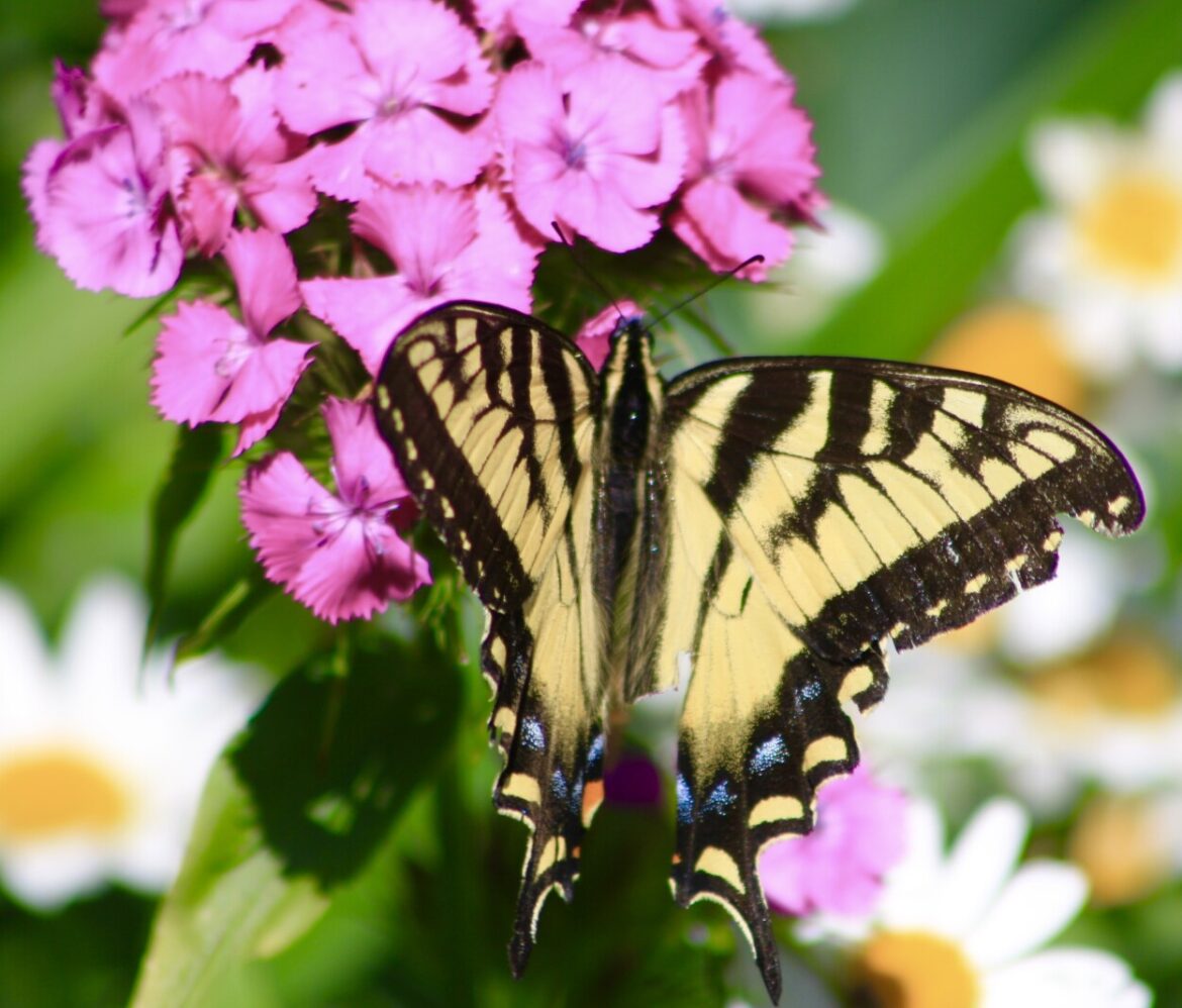 Spring Wake-Up Garden Workshop set for March 21