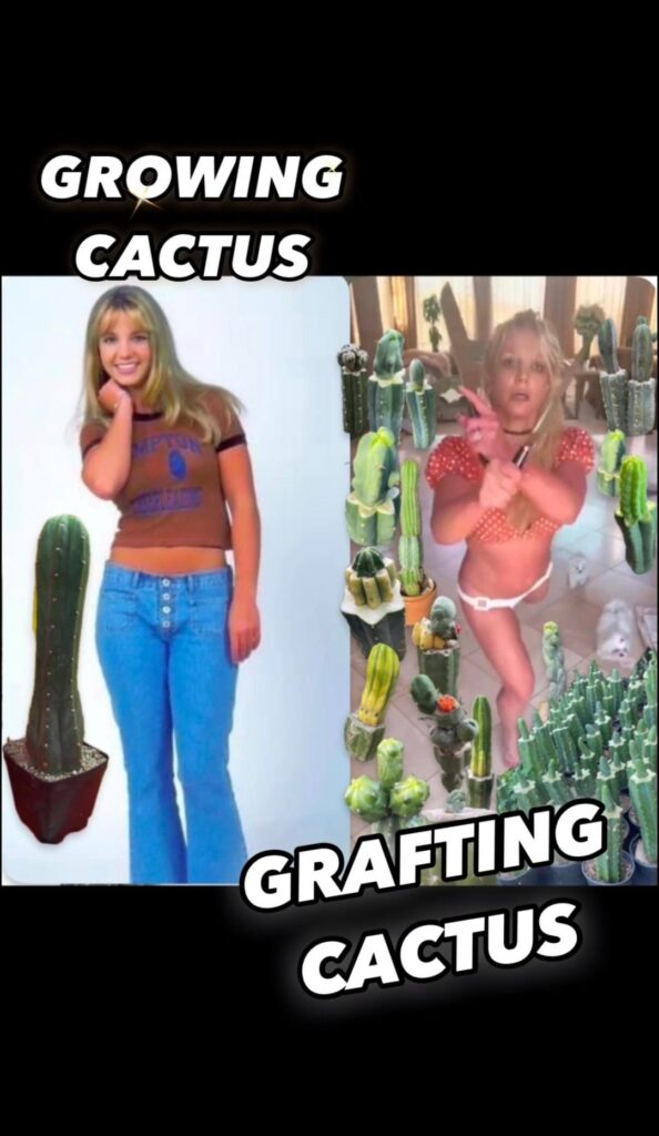 Oops I Grafted Again !!!