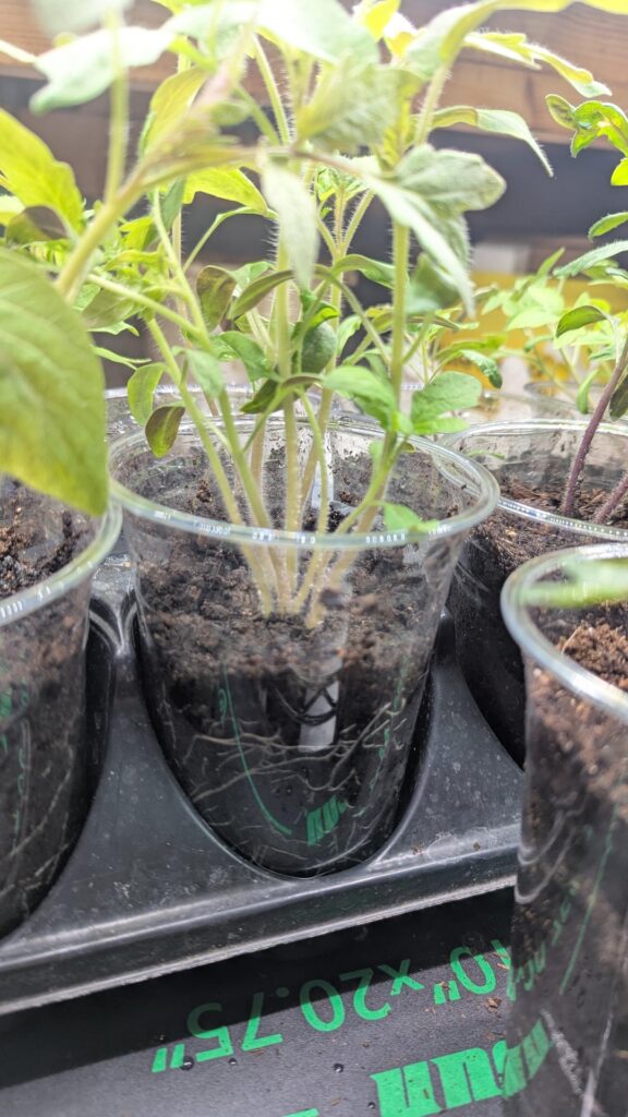 Seeking advice - Indoor Tomato Seedlings