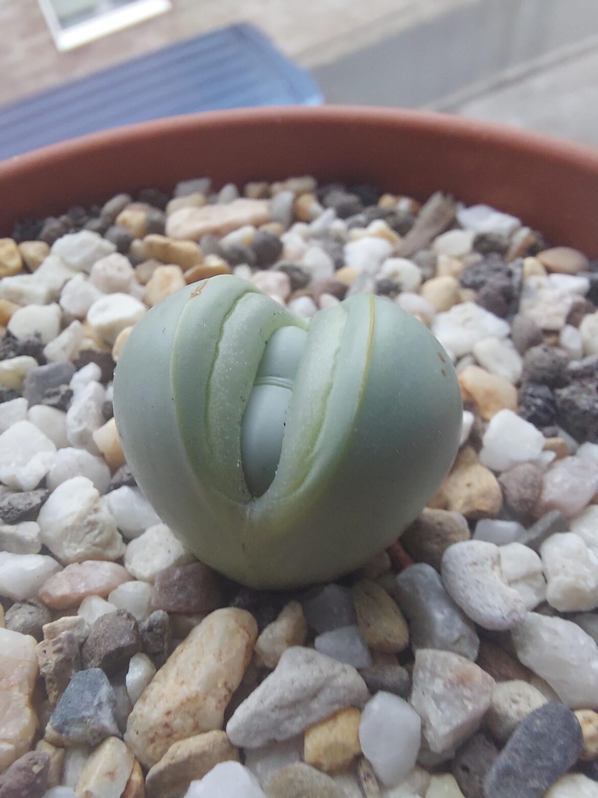 Argyroderma delaetii, flower bud or splitting? Aka, should i water or not. Never had this species before