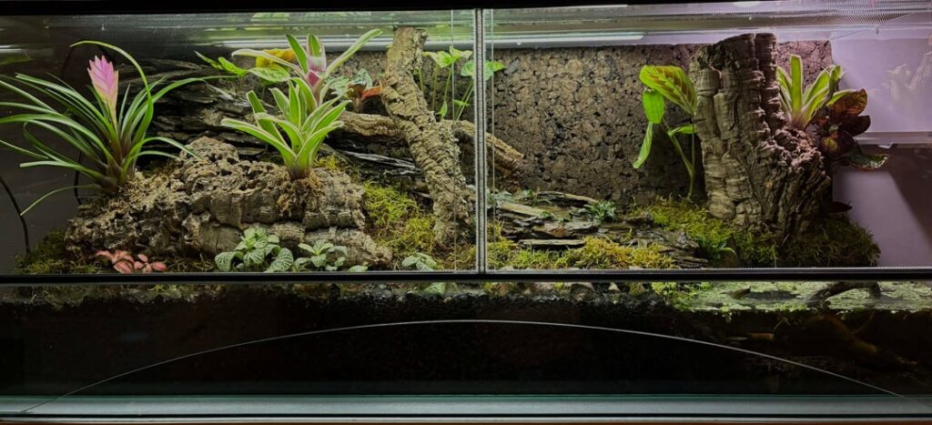 Advice on background plants.