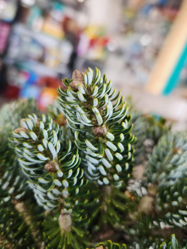 I am so happy!!! I got my icebreaker fir just like a minute ago!!! Its so weird and fat and goofy!! I love it