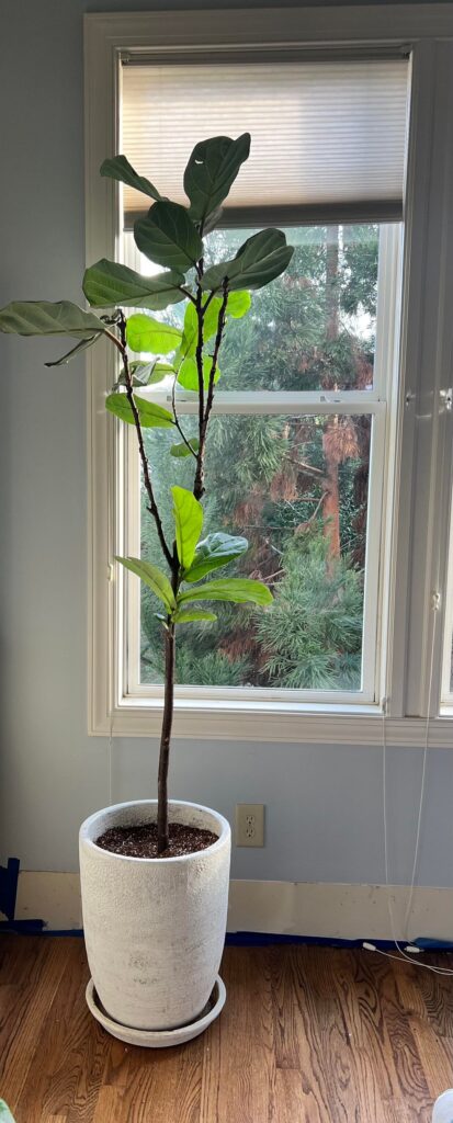 Should I chop these two?