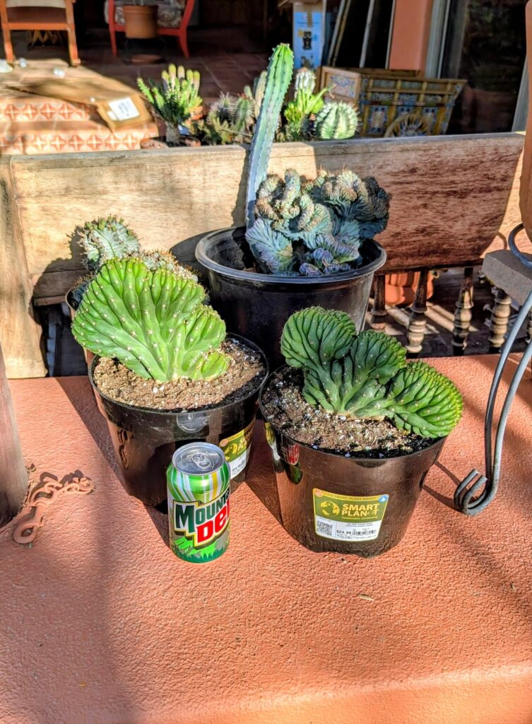 Crested Trichocereus Pachanoi (San Pedro) at Home Depot