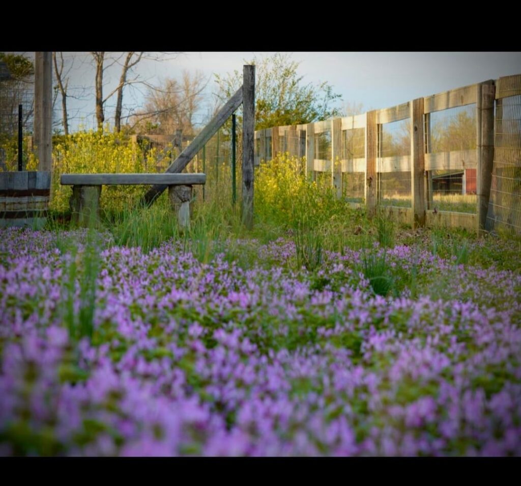Early Spring in TN 🌷