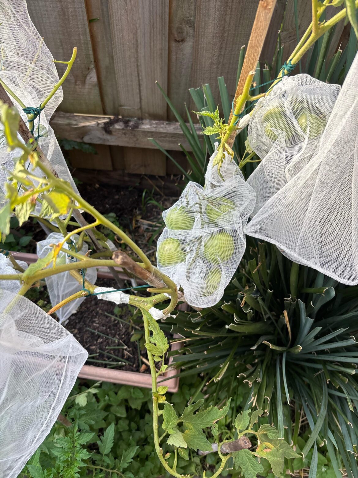 My tomatoes are still green. Should I worry? My tomatoes are still green. Should I worry?