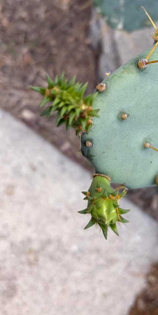 Are these flowers?