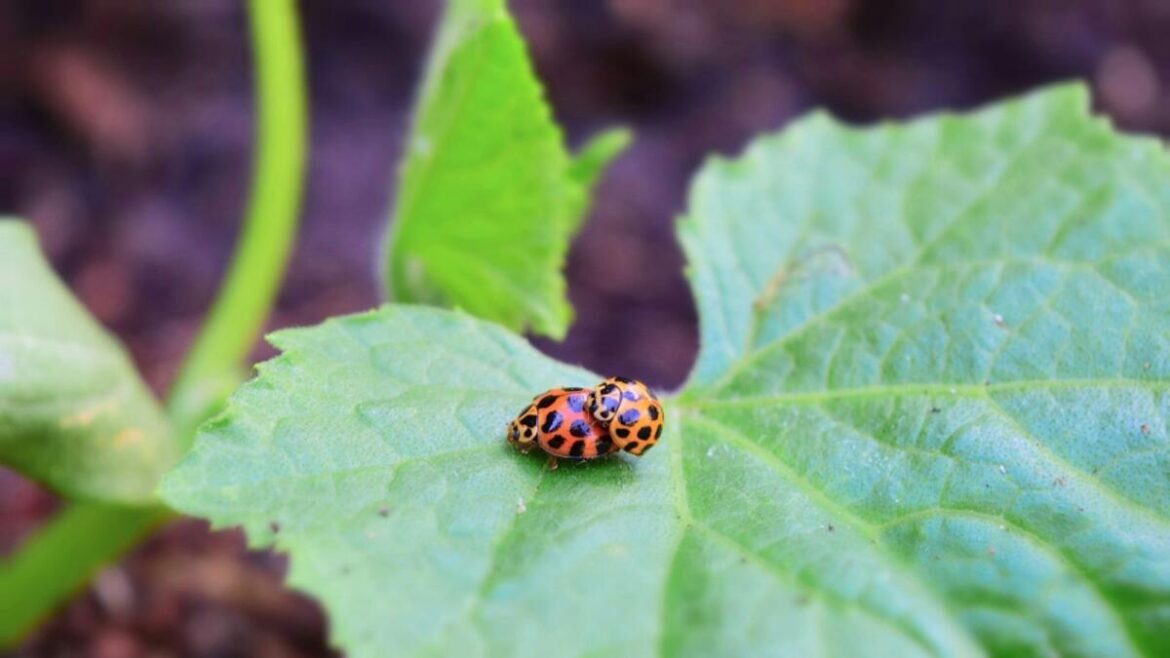 Paul Hopkins: Protect life in the long grass of your garden
