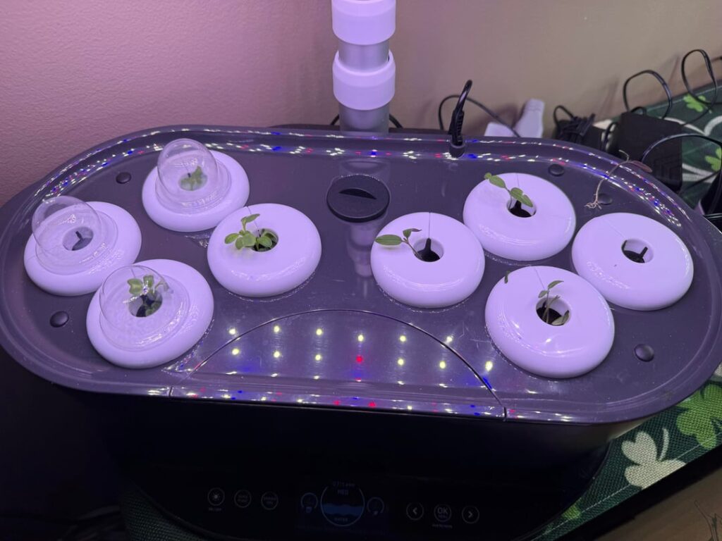 AeroGardens going strong, off to containers soon.