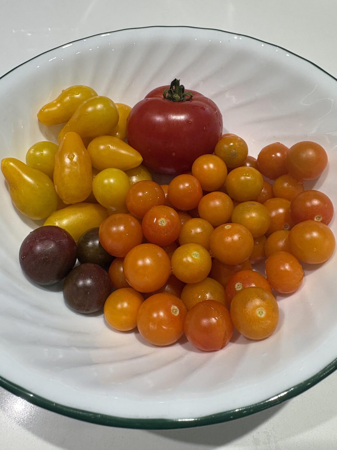 Most bountiful tomato week this season!