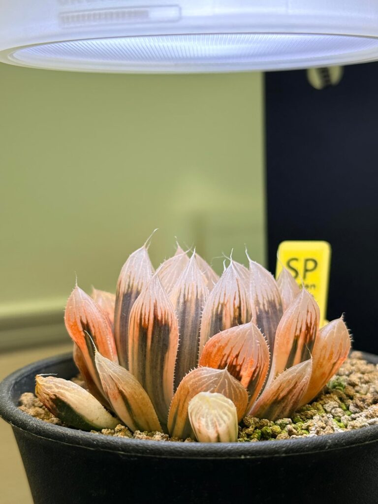 6 months of growing my Haworthia cooperi var. obtusa variegata on my desk — finally getting the pink/orange stress colors 6 months of growing my Haworthia cooperi var. obtusa variegata on my desk — finally getting the pink/orange stress colors