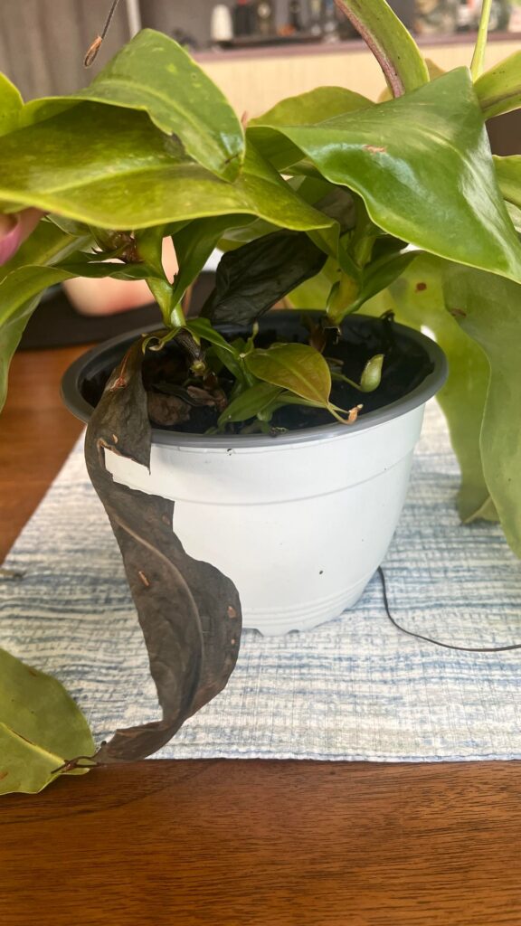 Pitcher plant new growth at base. Do I need to do anything different?