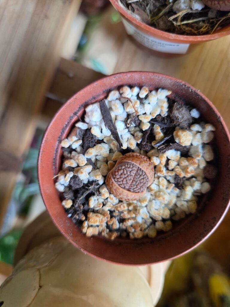 New Lithop Momma