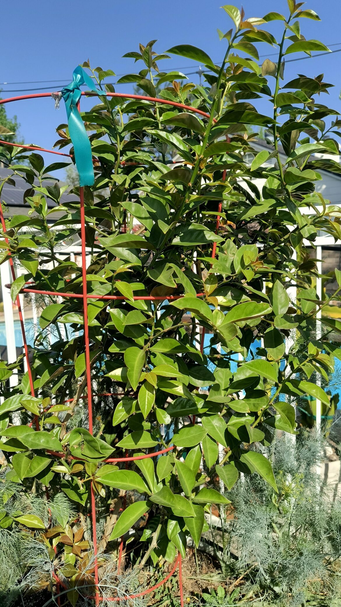 Barbados Gooseberry is a cactus!?!?