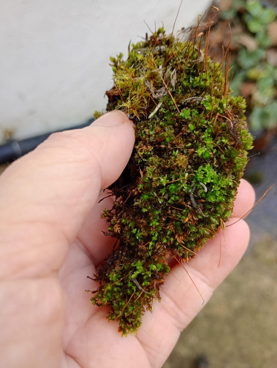 Moss okay for Pinguicula?