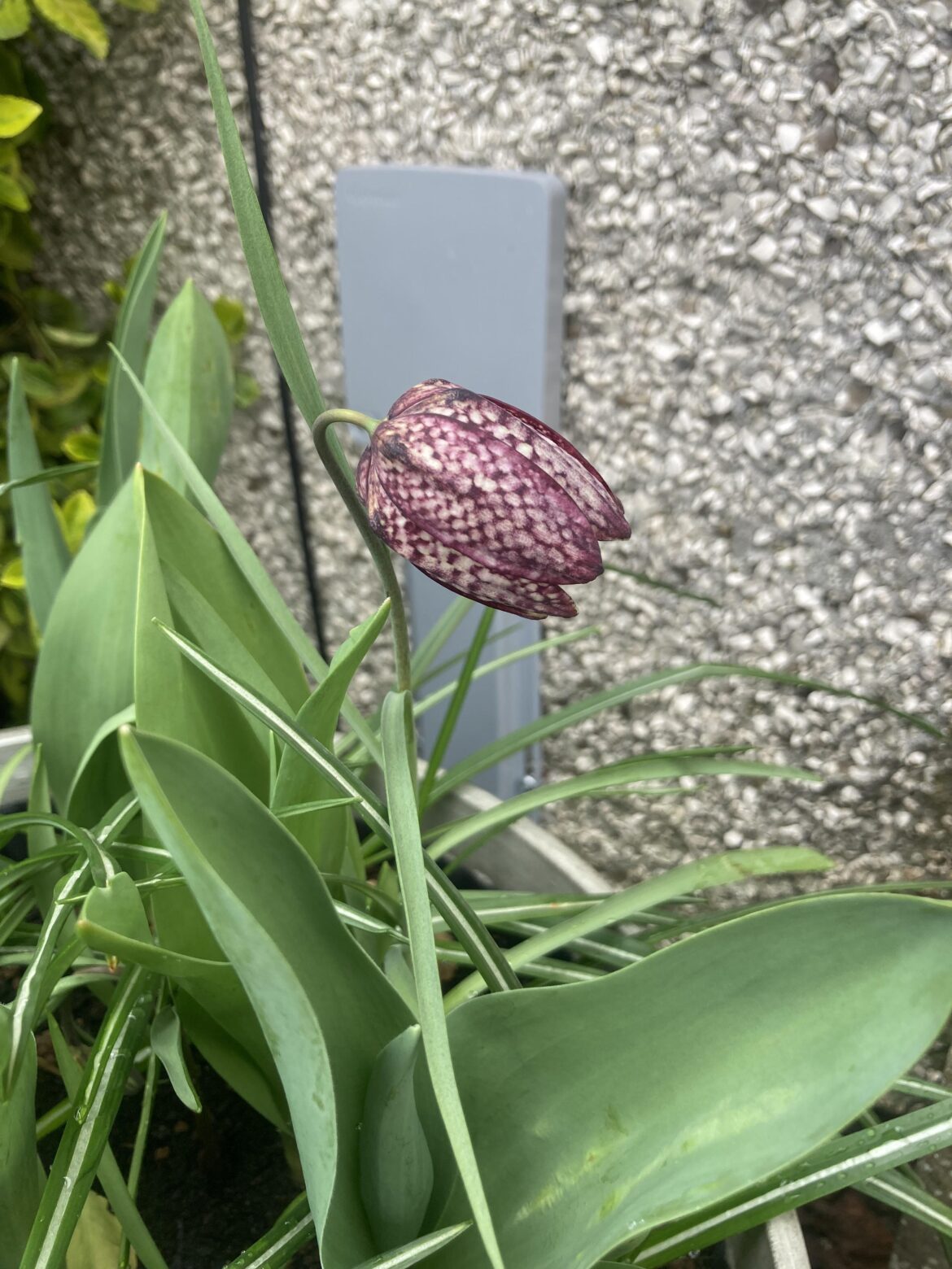 Snakehead fritillary