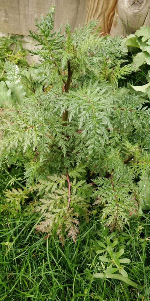 Hemlock or Cow Parsley/Chervil or another toxic lookalike?