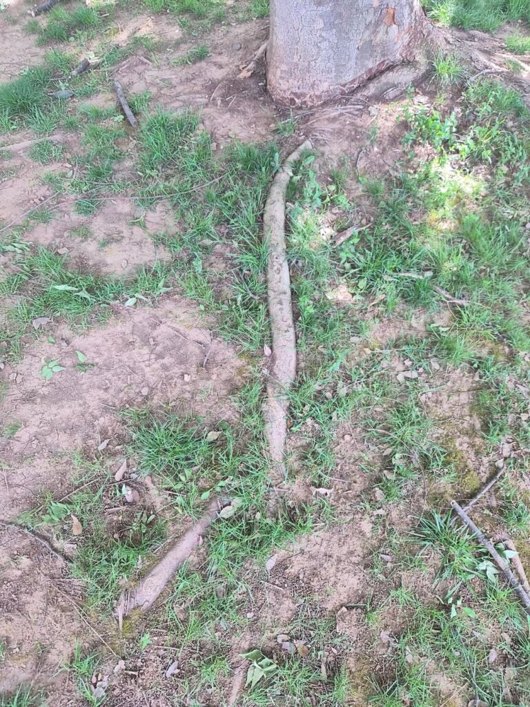 Can some of these roots be cut?