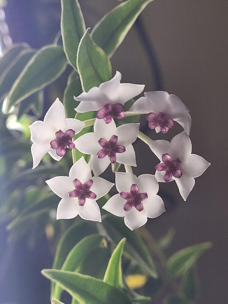 My first bloom ever