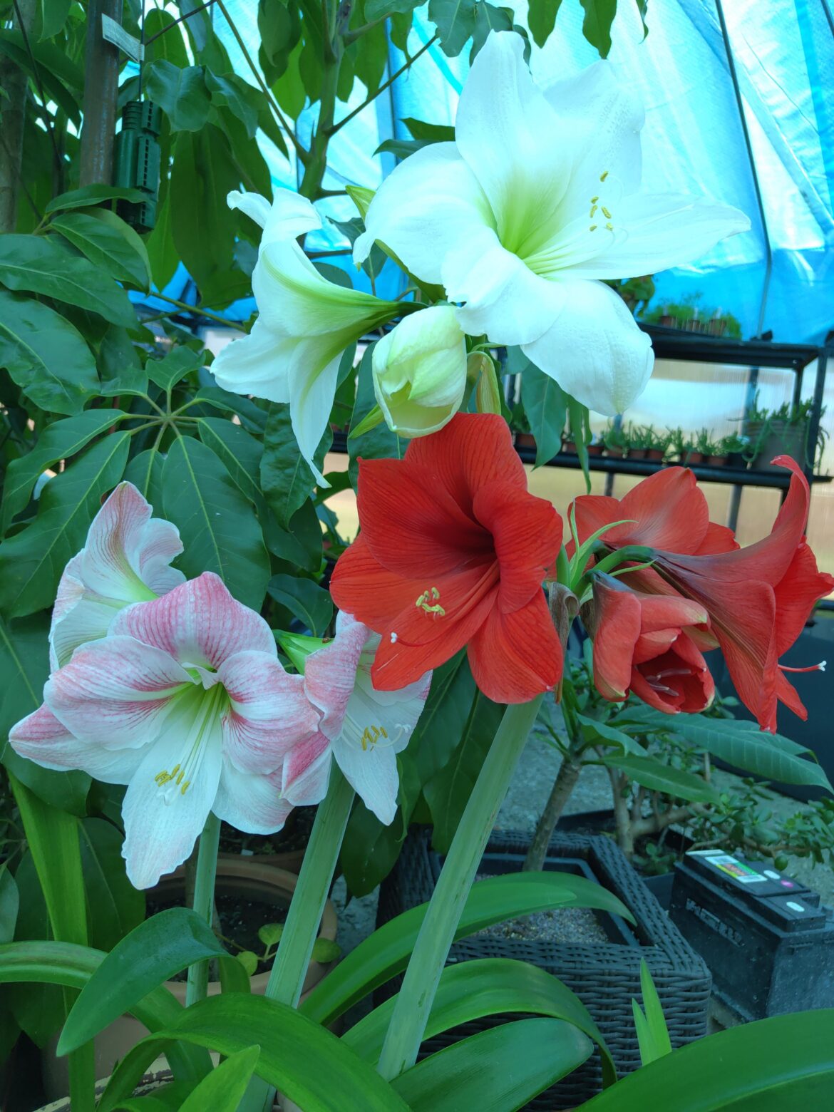 Some pretty blooms in the greenhouse
