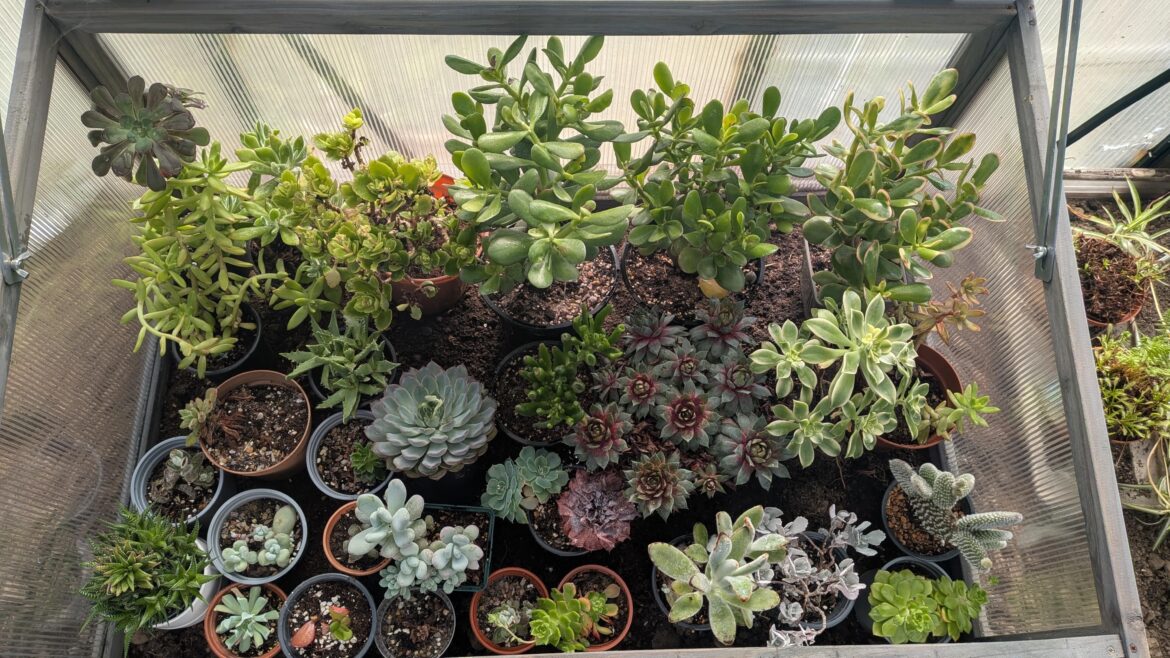 A few casualties over the winter but not bad considering they've been left to their own devices