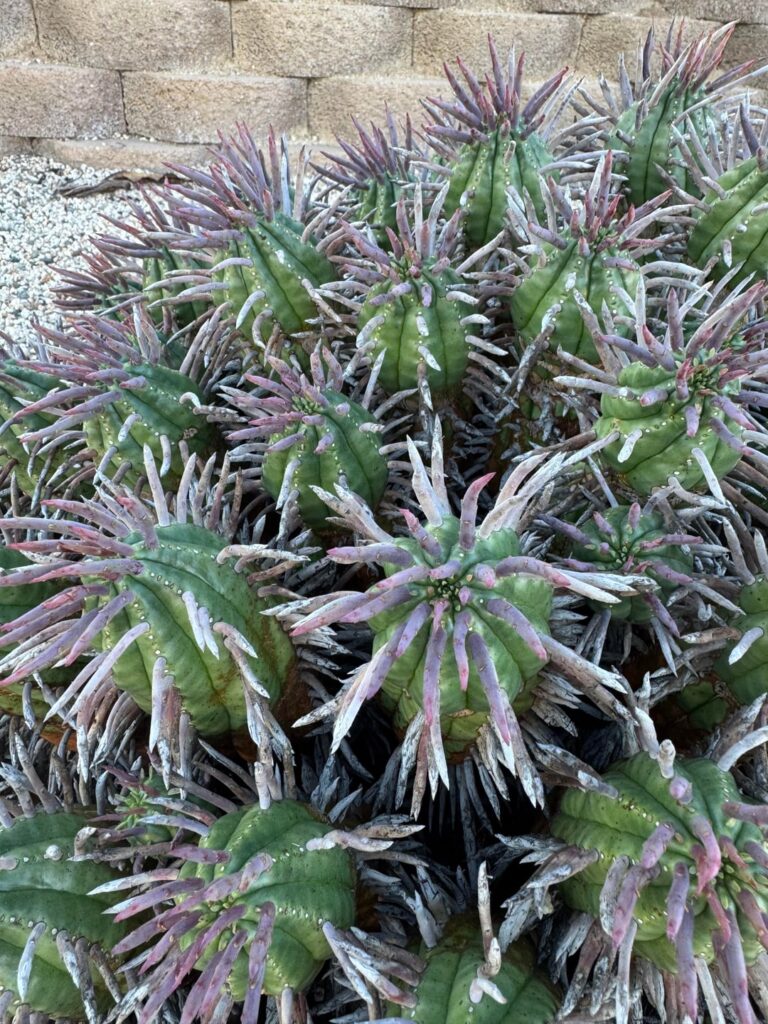 Euphorbia ferox specimen
