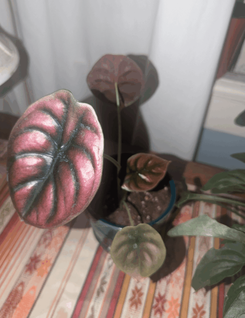 Will this produce new growth? Will this produce new growth?