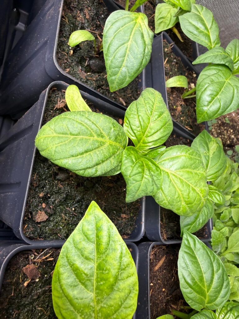 What are these weird dots on my pepper plant starts? It doesn’t seem to be spider mites.