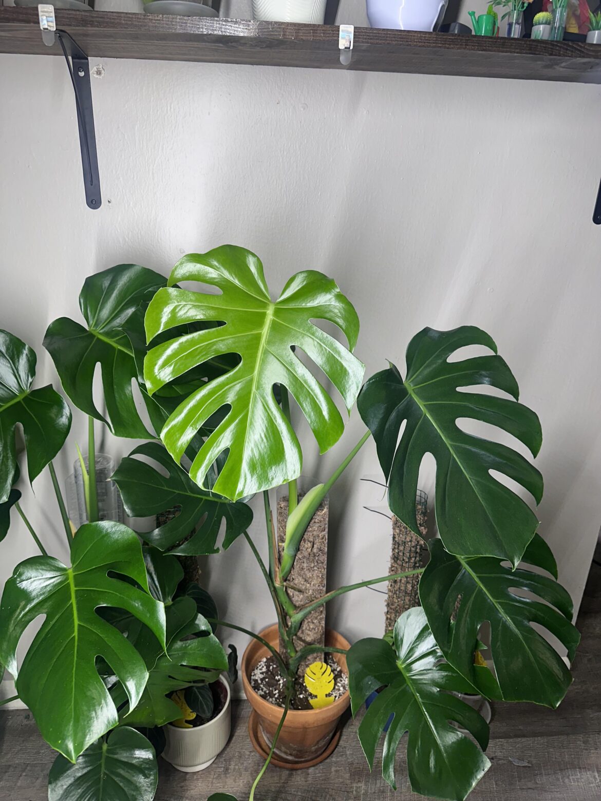 New leaf on My girls monstera(that I care for 🤦🏽🤣)