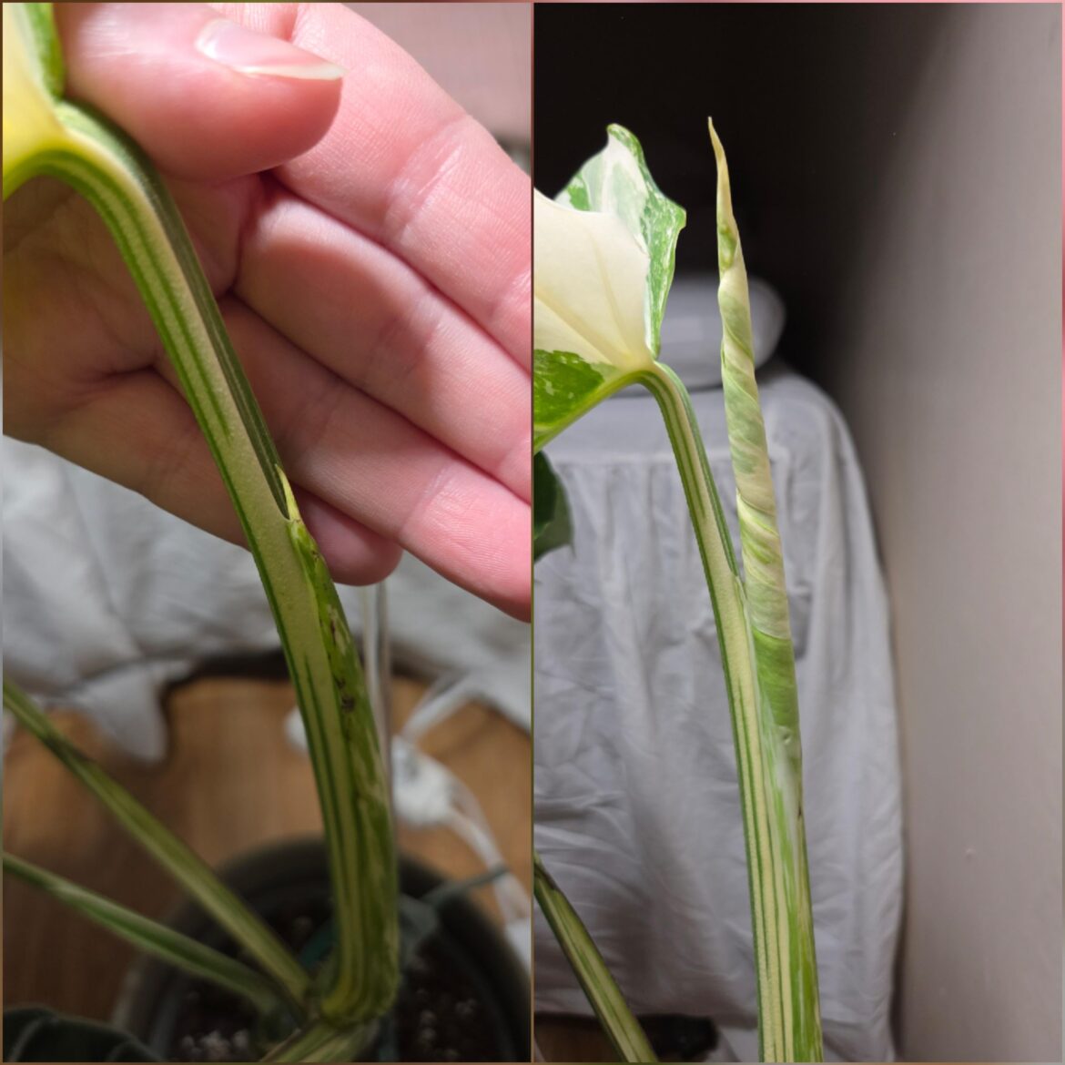 1 week between photos.