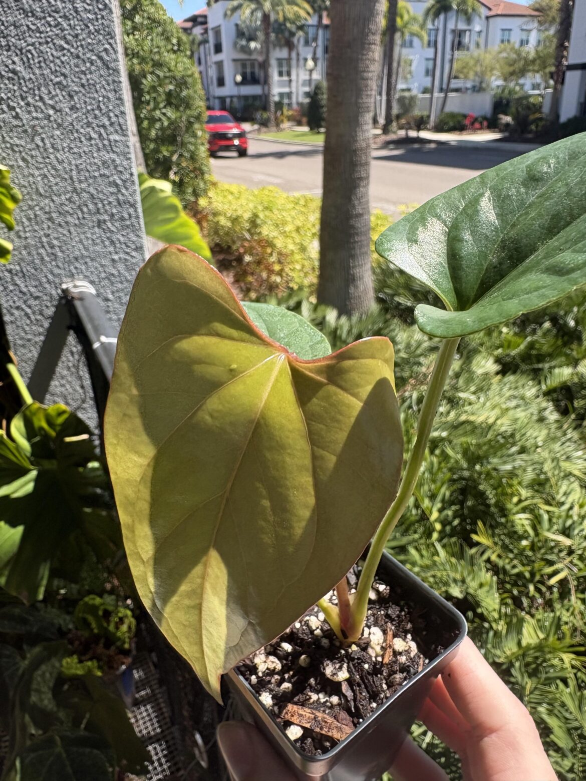 Anthurium Cerrocampanense x silver peru