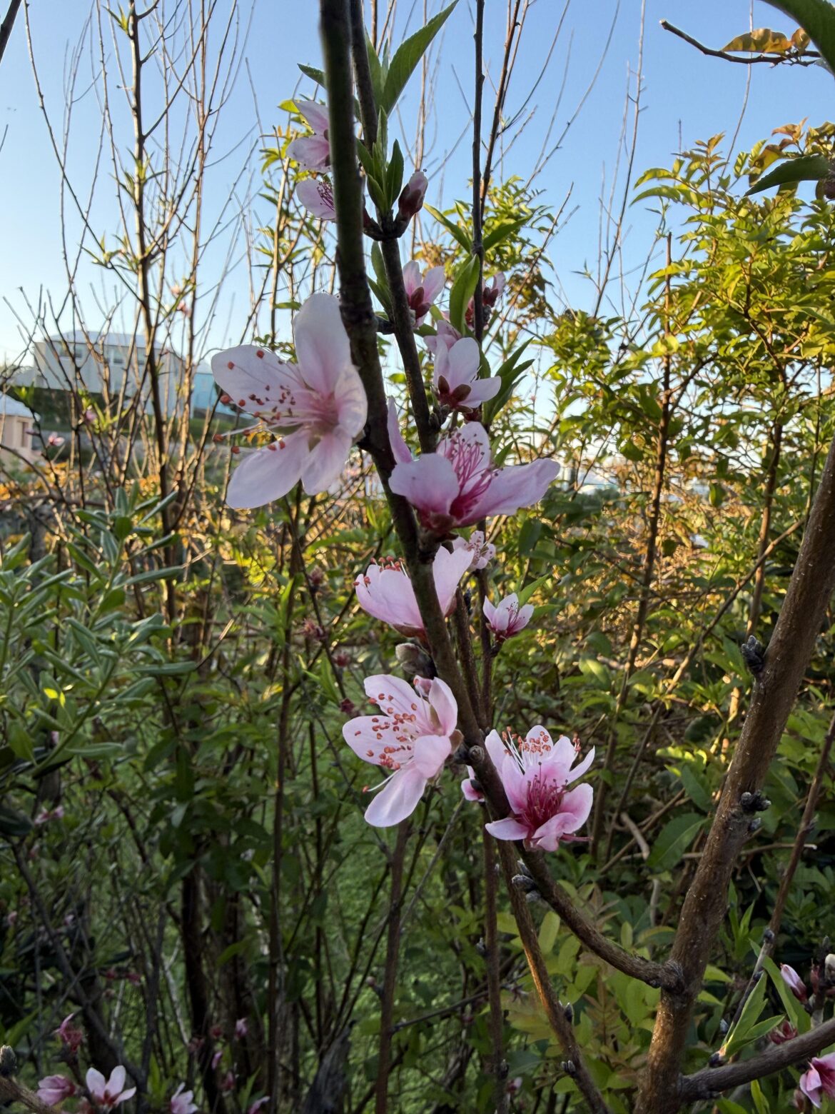 Any idea what this plant is?