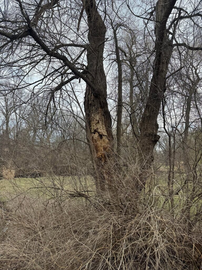 Intervene with damaged willow? Intervene with damaged willow?