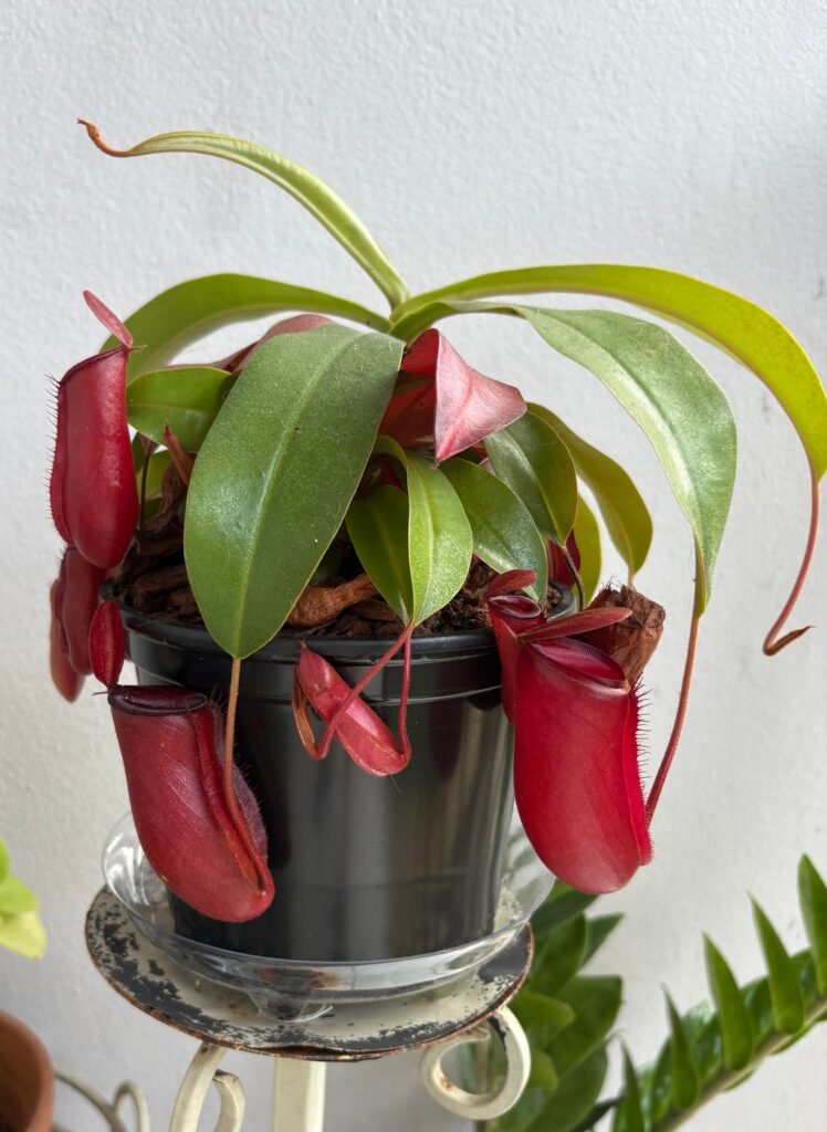 My Lady Luck giving me huge pitchers!