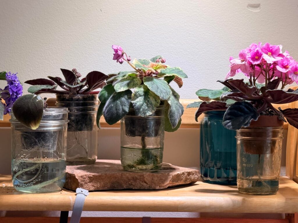 Wick watering with mason jars. Using bigger jars Wick watering with mason jars. Using bigger jars
