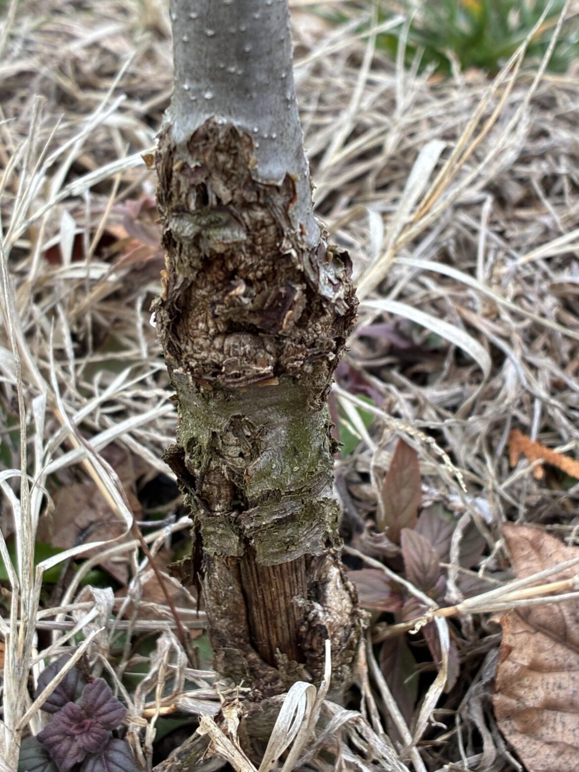 Do you think this plant is dead? I think it’s an oak tree, in Northeast US