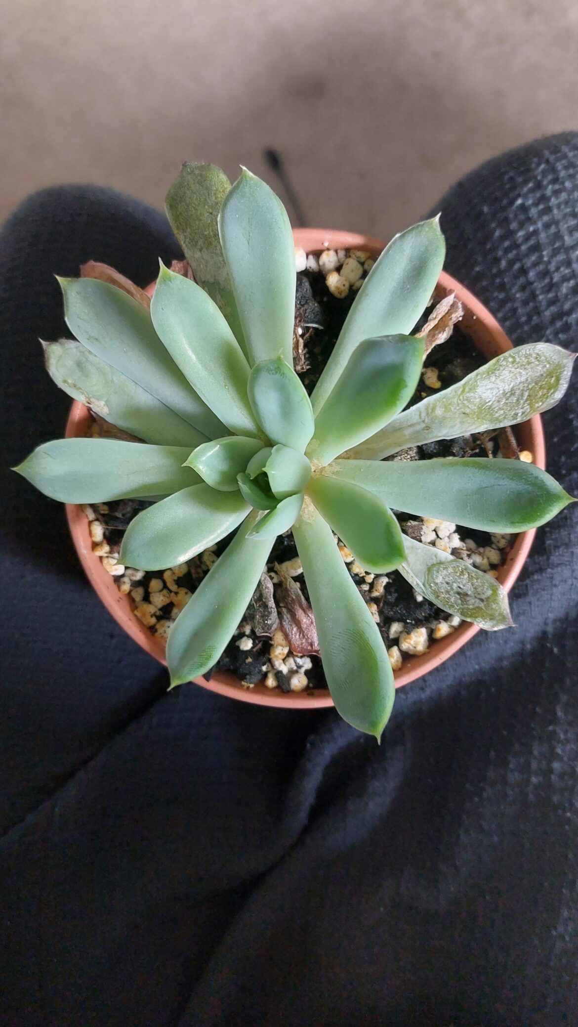 Is my succulent infected?