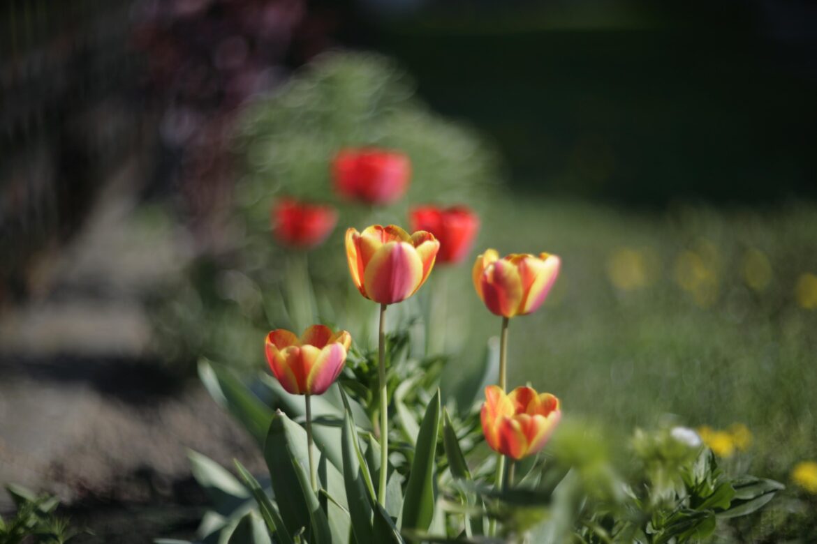 Tulipa gesneriana (OC)