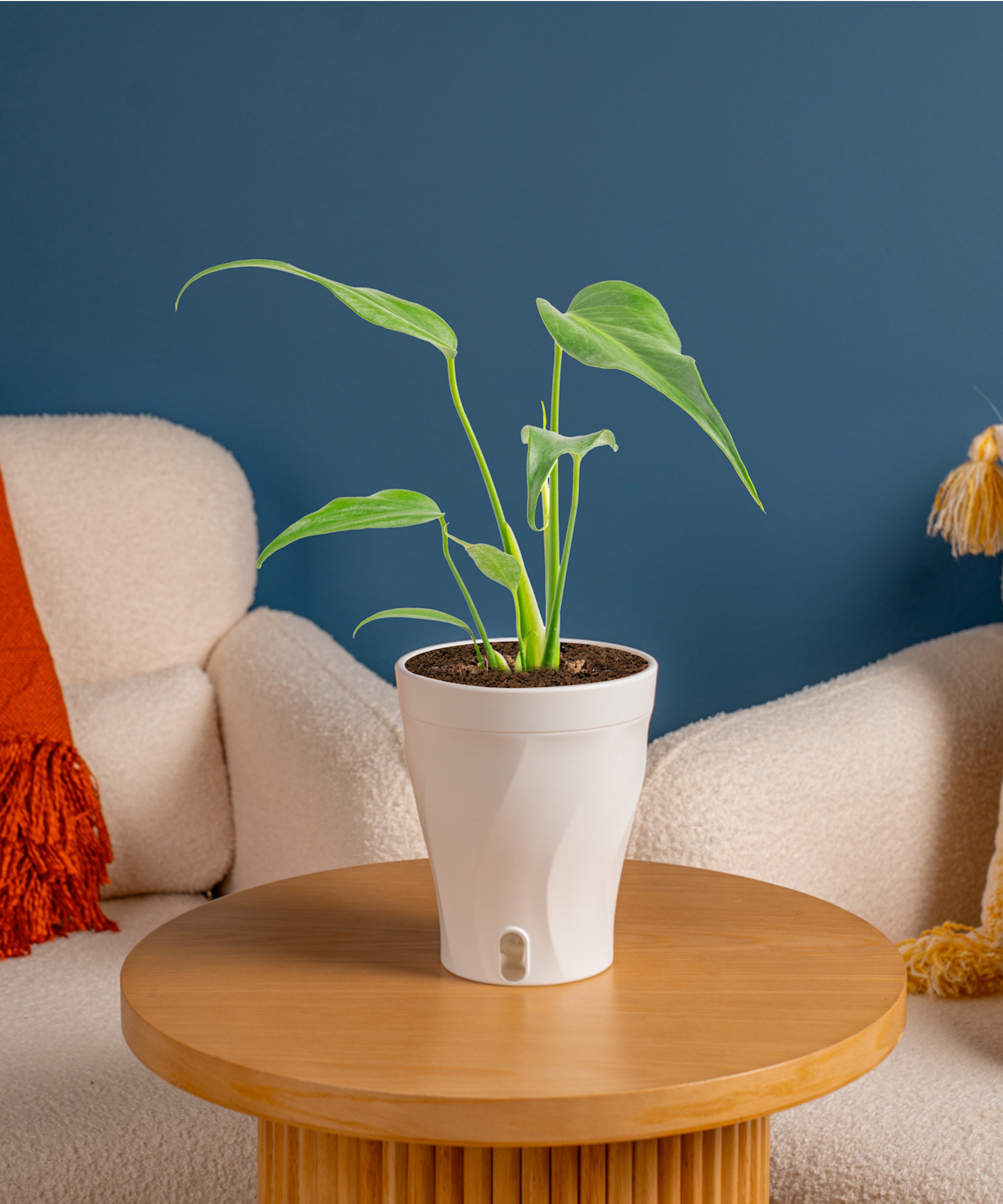 Costa Farms 'Blue Marx Flame' monstera