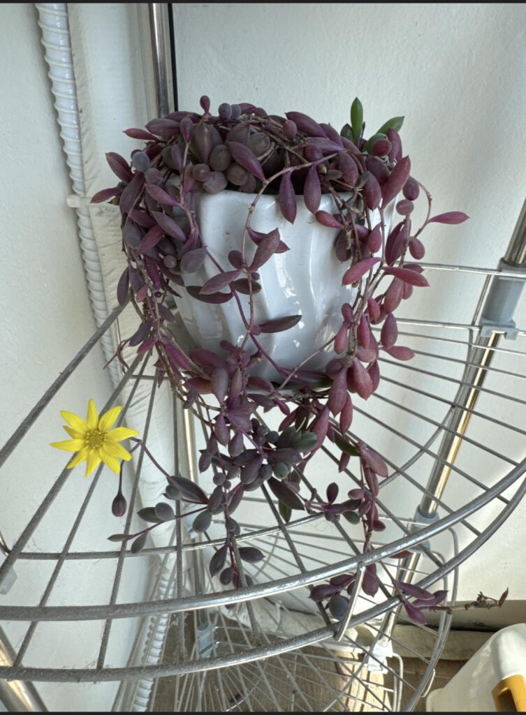 Help IDing
